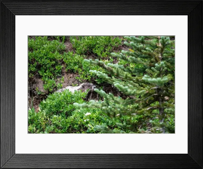 Framed Print : Hoary Marmot walking on an animal path Framed Print : Hoary Marmot walking on an animal path
