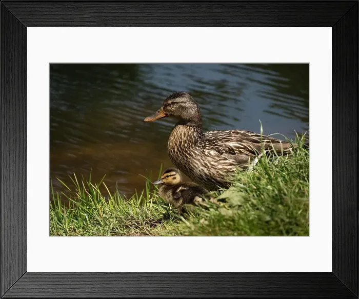 Framed Print : Mother Mallard duck with her young chick by the water Framed Print : Mother Mallard duck with her young chick by the water