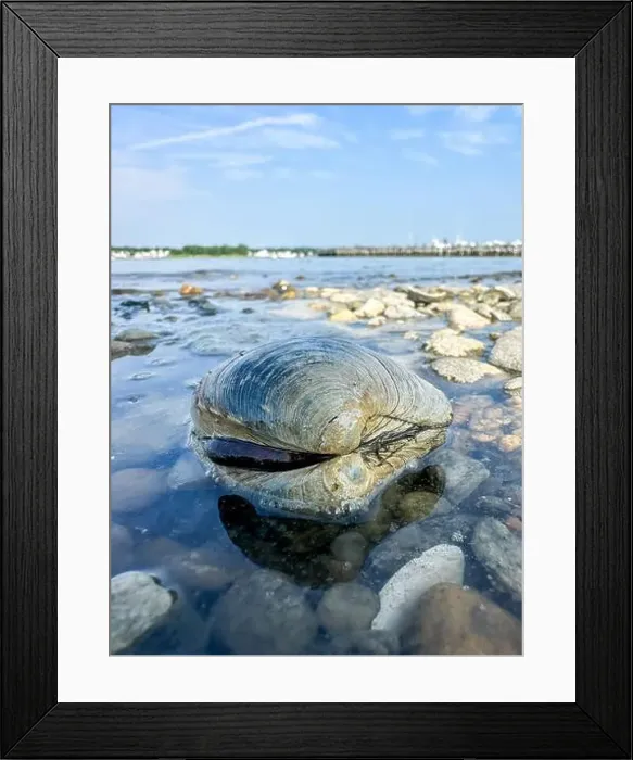 Framed Print : A sizable clam is located in shallow water, partially submerged and surrounded by pebbles Framed Print : A sizable clam is located in shallow water, partially submerged and surrounded by pebbles
