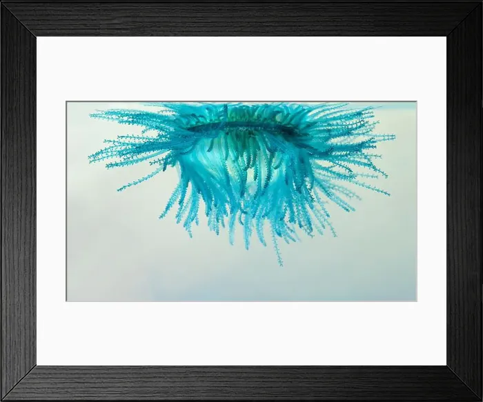Framed Print : Underneath of the blue button (Porpita porpita) Framed Print : Underneath of the blue button (Porpita porpita)