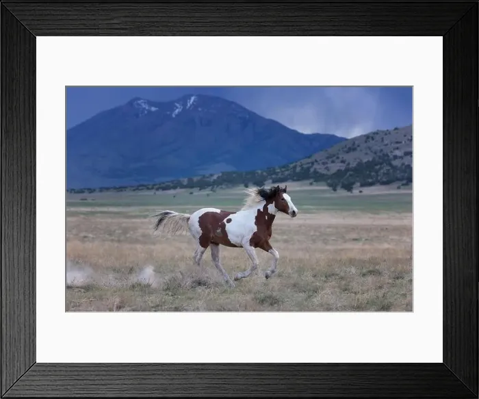 Framed Print : The Onaqui Mountain wild horse herd have a slight to moderate build and and range in colors from sorrel Framed Print : The Onaqui Mountain wild horse herd have a slight to moderate build and and range in colors from sorrel