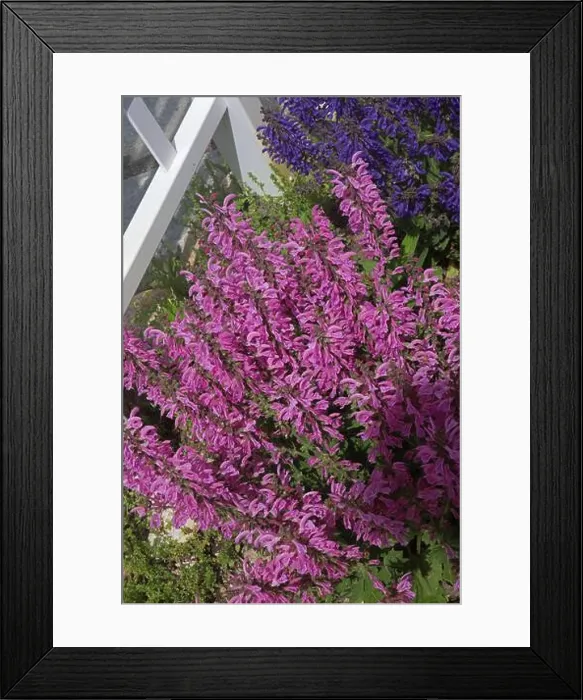 Framed Print : Looking down at a group of Pink Moulin Rouge and Purple Evening Attire Salvia flowers Framed Print : Looking down at a group of Pink Moulin Rouge and Purple Evening Attire Salvia flowers