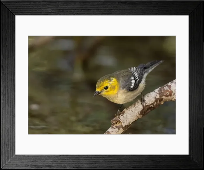Framed Print : Hermit Warbler (Setophaga occidentalis) El Dorado County California USA Framed Print : Hermit Warbler (Setophaga occidentalis) El Dorado County California USA
