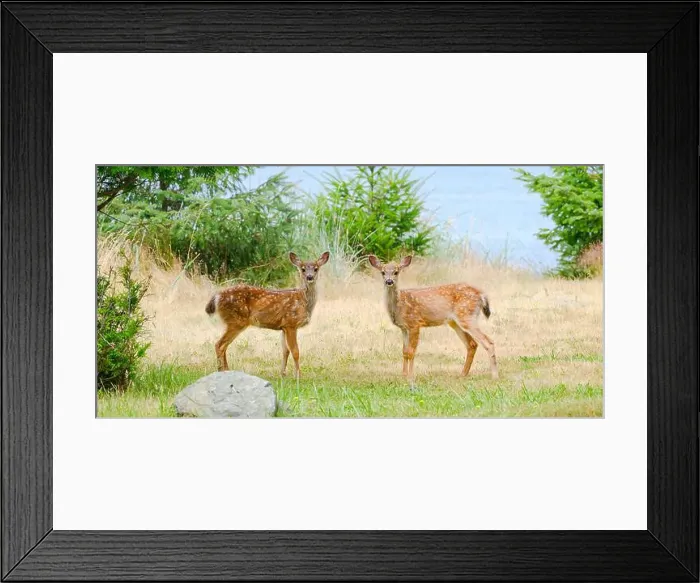 Framed Print : Pair of wild black tailed deer fawns Odocoileus hemionous watching Framed Print : Pair of wild black tailed deer fawns Odocoileus hemionous watching