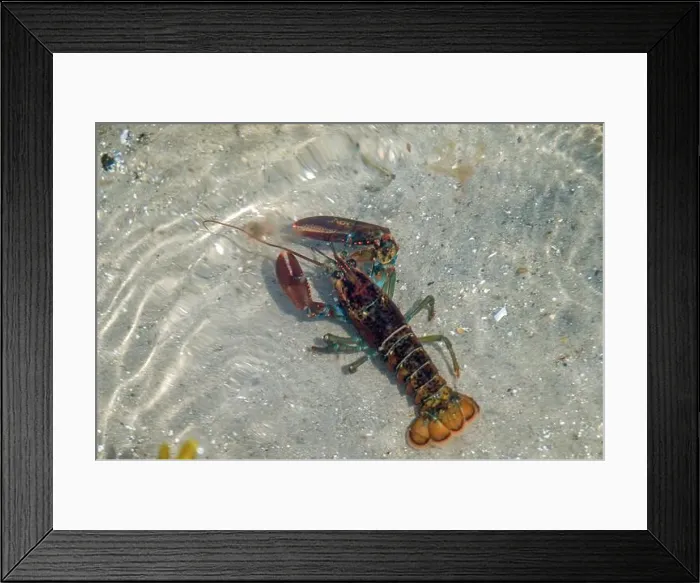Framed Print : American Lobster (Homarus americanus) Framed Print : American Lobster (Homarus americanus)