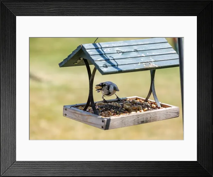 Framed Print : A blue jay sits on a Northeast Indiana platform bird feeder while holding a peanut in its beak