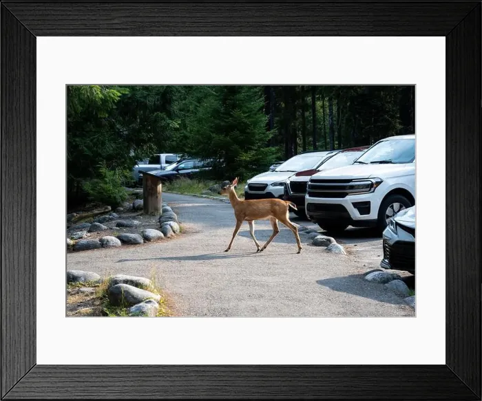 Framed Print : Black-Tailed Deer walking through the parking lot at Longmire in Mount Rainier National Park Framed Print : Black-Tailed Deer walking through the parking lot at Longmire in Mount Rainier National Park