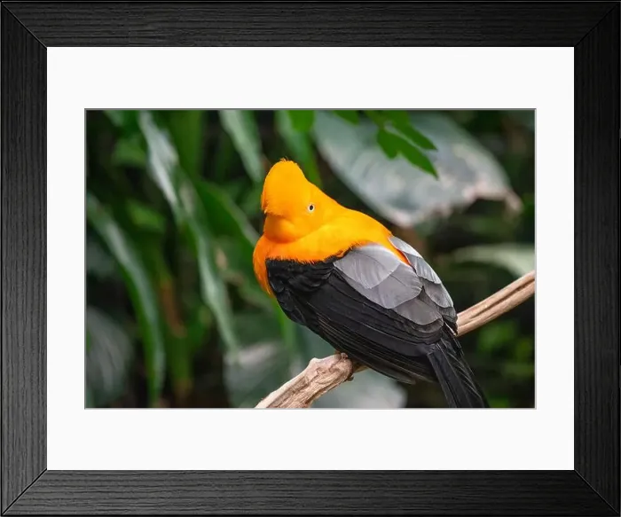 Framed Print : Woodland Park Zoo, Seattle, WA. Andean Cock-of-the-rock perched on a branch Framed Print : Woodland Park Zoo, Seattle, WA. Andean Cock-of-the-rock perched on a branch