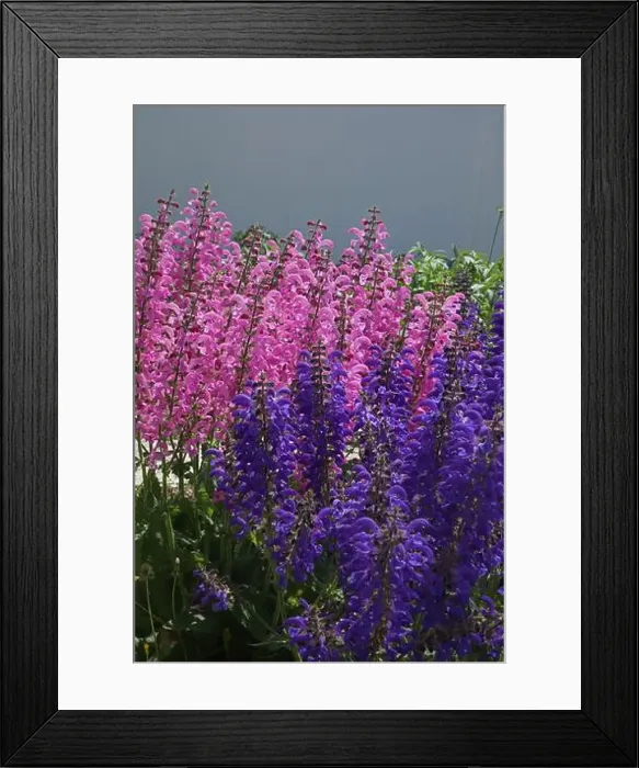 Framed Print : Close up of a group of Pink Moulin Rouge and Purple Evening Attire Salvia flowers Framed Print : Close up of a group of Pink Moulin Rouge and Purple Evening Attire Salvia flowers