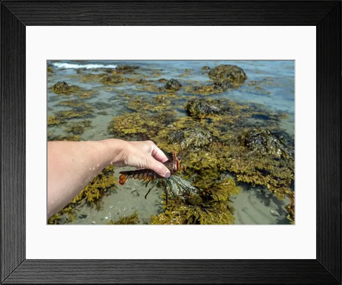 Framed Print : American Lobster (Homarus americanus) in hand Framed Print : American Lobster (Homarus americanus) in hand
