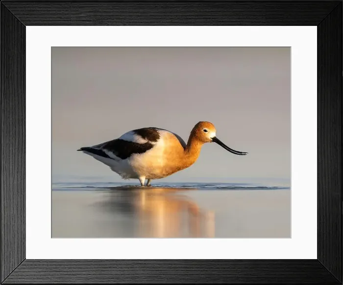 Framed Print : American Avocet (Recurvirostra americana) in breeding plumage in Northern California Framed Print : American Avocet (Recurvirostra americana) in breeding plumage in Northern California