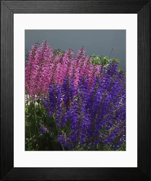Framed Print : Close up of a group of Pink Moulin Rouge and Purple Evening Attire Salvia flowers Framed Print : Close up of a group of Pink Moulin Rouge and Purple Evening Attire Salvia flowers