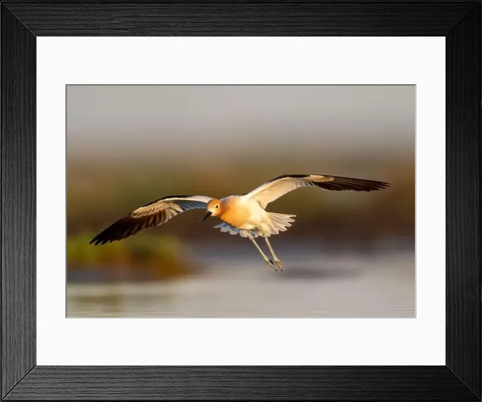 Framed Print : American Avocet (Recurvirostra americana) in breeding plumage in Northern California Framed Print : American Avocet (Recurvirostra americana) in breeding plumage in Northern California