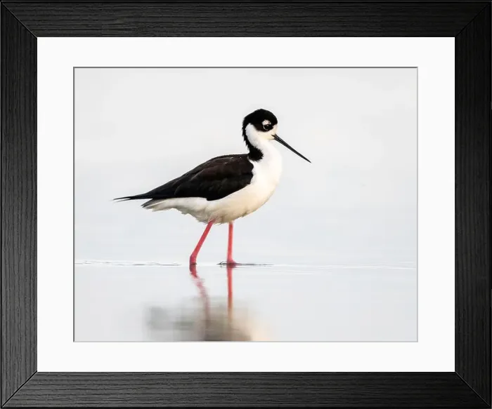 Framed Print : Black-necked Stilt wades in the San Francisco Bay, Northern California Framed Print : Black-necked Stilt wades in the San Francisco Bay, Northern California