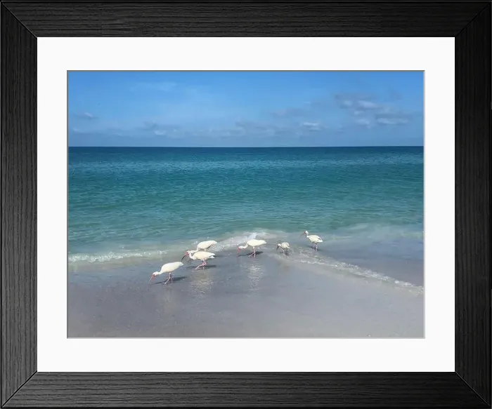 Framed Print : Flock White Ibis birds eating on beach Gulf of Mexico Framed Print : Flock White Ibis birds eating on beach Gulf of Mexico