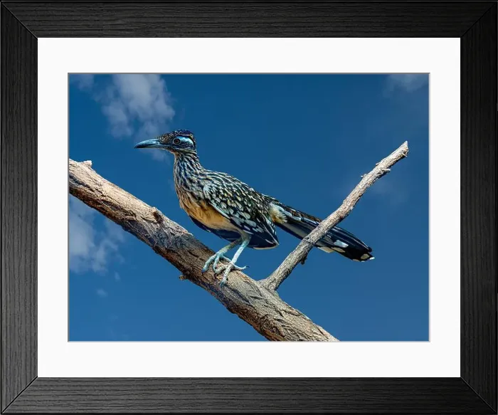 Framed Print : The greater roadrunner (Geococcyx californianus) is a long-legged bird in the cuckoo family Framed Print : The greater roadrunner (Geococcyx californianus) is a long-legged bird in the cuckoo family