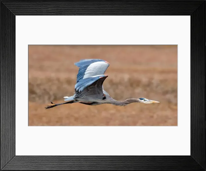 Framed Print : Great Blue Heron flying over Alviso. Alviso Marina County Park, Santa Clara County, California, USA Framed Print : Great Blue Heron flying over Alviso. Alviso Marina County Park, Santa Clara County, California, USA