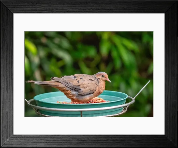 Framed Print : Woodland Park Zoo, Seattle, WA. Peruvian Pigeon eating from a feeder Framed Print : Woodland Park Zoo, Seattle, WA. Peruvian Pigeon eating from a feeder