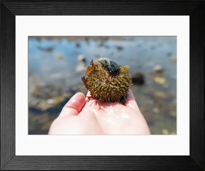 Framed Print : Green Sea Urchin wearing a mussel in hand Framed Print : Green Sea Urchin wearing a mussel in hand