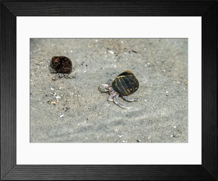 Framed Print : Hermit crabs in the Atlantic Ocean Framed Print : Hermit crabs in the Atlantic Ocean