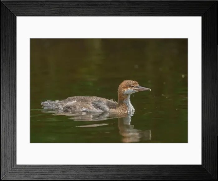 Framed Print : immature Common Merganser (Mergus merganser) El Dorado County California USA Framed Print : immature Common Merganser (Mergus merganser) El Dorado County California USA