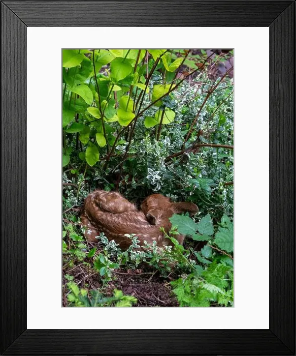 Framed Print : Issaquah, Washington, USA. Black-tailed deer fawn curled up in the undergrowth of a forest Framed Print : Issaquah, Washington, USA. Black-tailed deer fawn curled up in the undergrowth of a forest