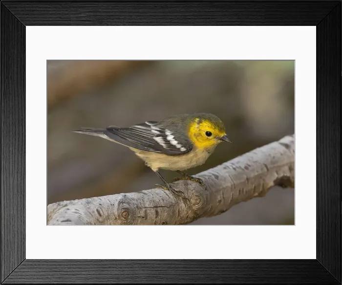 Framed Print : Hermit Warbler (Setophaga occidentalis) El Dorado County California USA Framed Print : Hermit Warbler (Setophaga occidentalis) El Dorado County California USA