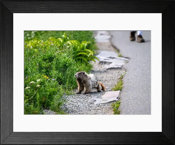 Framed Print : Hoary Marmot in the wild, just off the Skyline Trail with person hiking behind it Framed Print : Hoary Marmot in the wild, just off the Skyline Trail with person hiking behind it