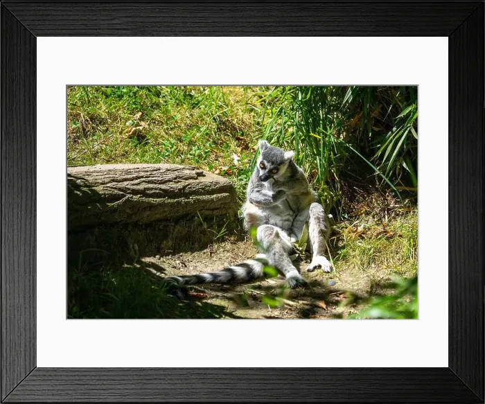 Framed Print : Woodland Park Zoo, Seattle, WA. Ring-tailed Lemur chewing on a branch