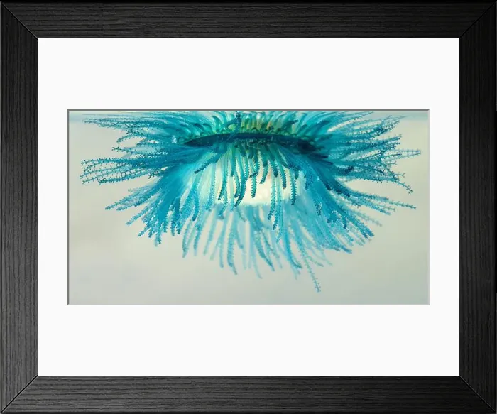 Framed Print : Underneath of the blue button (Porpita porpita) Framed Print : Underneath of the blue button (Porpita porpita)