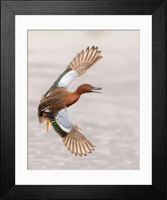 Framed Print : Cinnamon Teal (Spatula vyanoptera) flys along a marsh in Northern California Framed Print : Cinnamon Teal (Spatula vyanoptera) flys along a marsh in Northern California