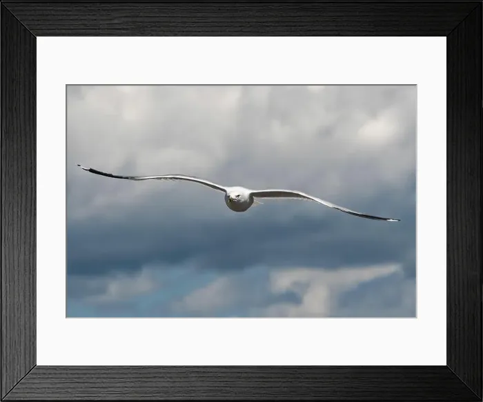 Framed Print : Ring-billed Gull (Larus delawarensis) in flight Framed Print : Ring-billed Gull (Larus delawarensis) in flight