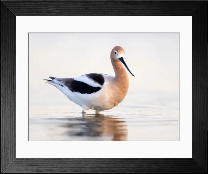 Framed Print : American Avocet (Recurvirostra americana) in breeding plumage in Northern California Framed Print : American Avocet (Recurvirostra americana) in breeding plumage in Northern California