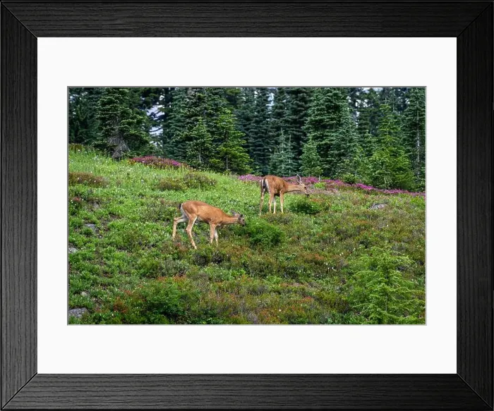 Framed Print : Black-Tailed Deer grazing in a subalpine meadow off the Dead Horse Creek Trail Framed Print : Black-Tailed Deer grazing in a subalpine meadow off the Dead Horse Creek Trail