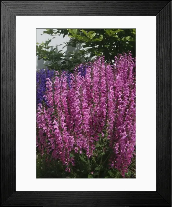 Framed Print : Close up of a group of Pink Moulin Rouge and Purple Evening Attire Salvia flowers Framed Print : Close up of a group of Pink Moulin Rouge and Purple Evening Attire Salvia flowers