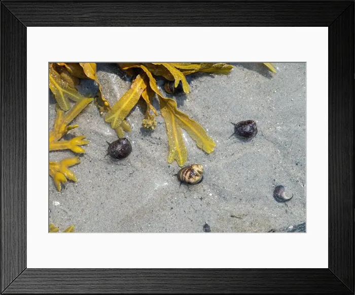 Framed Print : Common Periwinkle (Littorina littorea) Framed Print : Common Periwinkle (Littorina littorea)