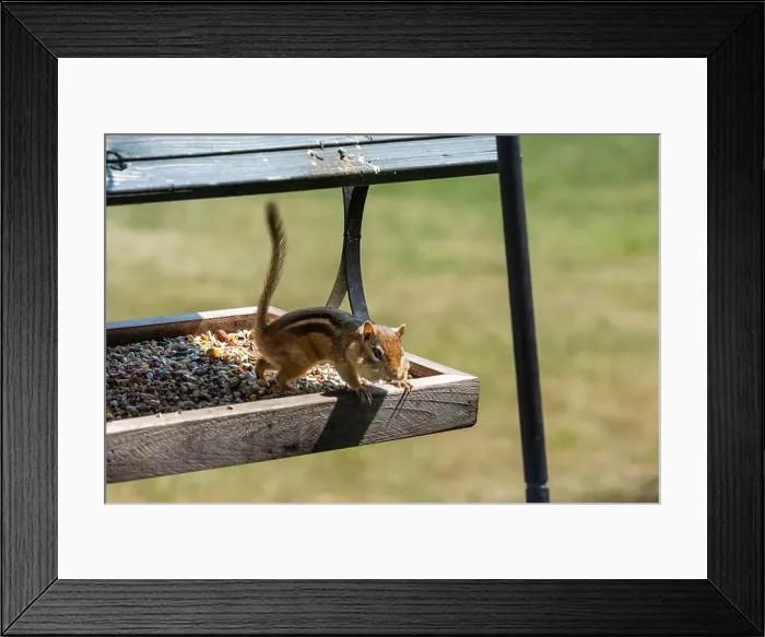 Framed Print : A chipmunk in a birdfeeder with his cheeks full of bird food Framed Print : A chipmunk in a birdfeeder with his cheeks full of bird food