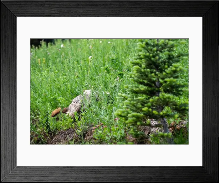 Framed Print : Hoary Marmot walking into a hillside subalpine wildflower meadow Framed Print : Hoary Marmot walking into a hillside subalpine wildflower meadow