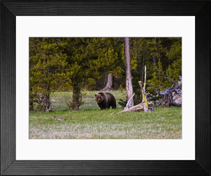 Framed Print : Grizzly Bear. Yellowstone National Park. Wyoming, United States Framed Print : Grizzly Bear. Yellowstone National Park. Wyoming, United States