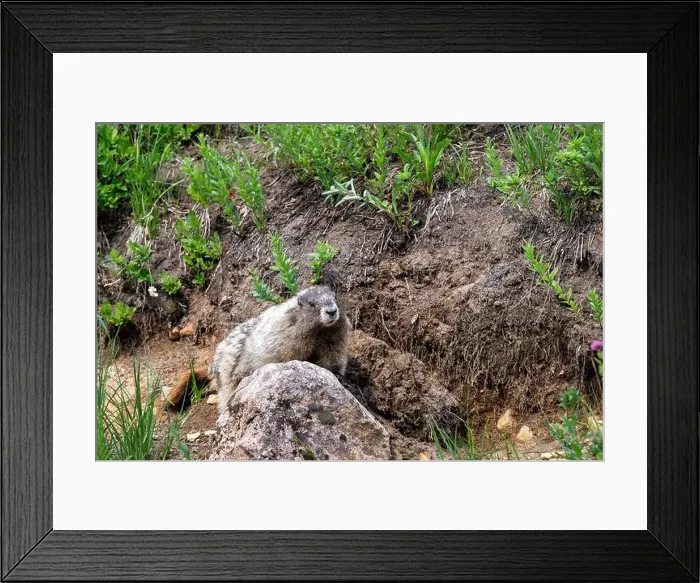 Framed Print : Hoary Marmot walking on an animal path Framed Print : Hoary Marmot walking on an animal path