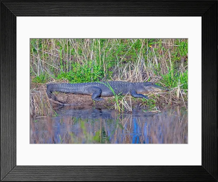 Framed Print : Alligator Sunning on a Wetland Bank in the Cameron Prairie National Wildlife Refuge in Lousiana Framed Print : Alligator Sunning on a Wetland Bank in the Cameron Prairie National Wildlife Refuge in Lousiana