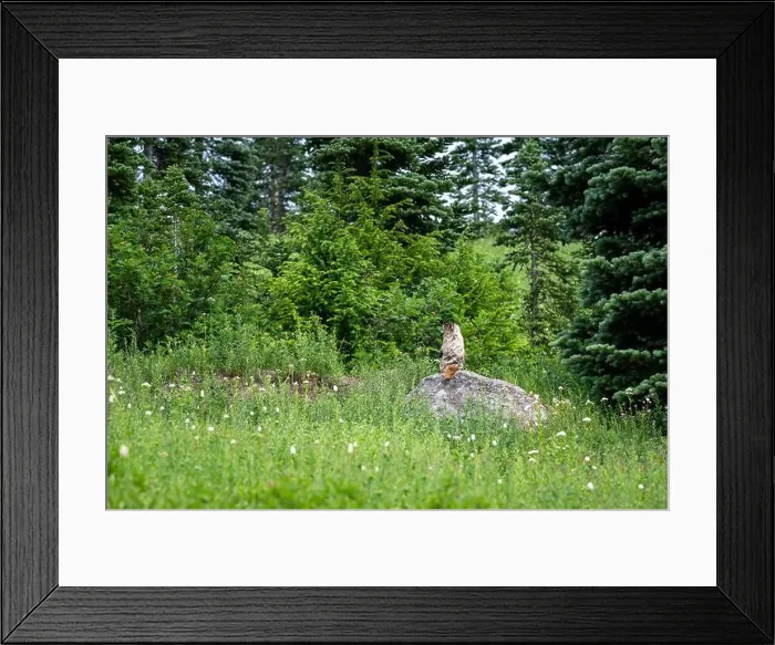 Framed Print : Hoary Marmot sitting upright on a rock and looking out to the side across a subalpine meadow Framed Print : Hoary Marmot sitting upright on a rock and looking out to the side across a subalpine meadow