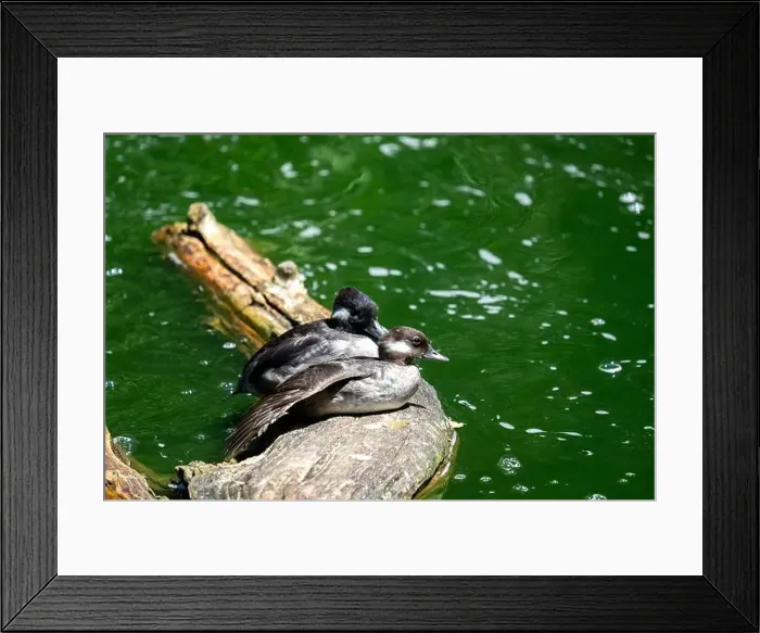 Framed Print : Woodland Park Zoo, Seattle, WA. Two bufflehead ducks sitting on a log Framed Print : Woodland Park Zoo, Seattle, WA. Two bufflehead ducks sitting on a log