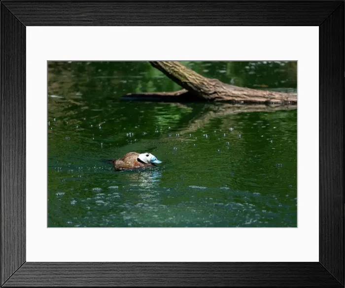 Framed Print : Woodland Park Zoo, Seattle, WA. Male White-headed Duck (Oxyura leucocephala) swimming Framed Print : Woodland Park Zoo, Seattle, WA. Male White-headed Duck (Oxyura leucocephala) swimming