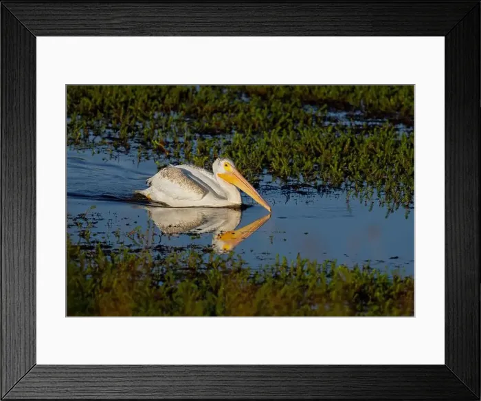 Framed Print : American White Pelican (Pelecanus erythrorhynchos) Plumas County California USA Framed Print : American White Pelican (Pelecanus erythrorhynchos) Plumas County California USA