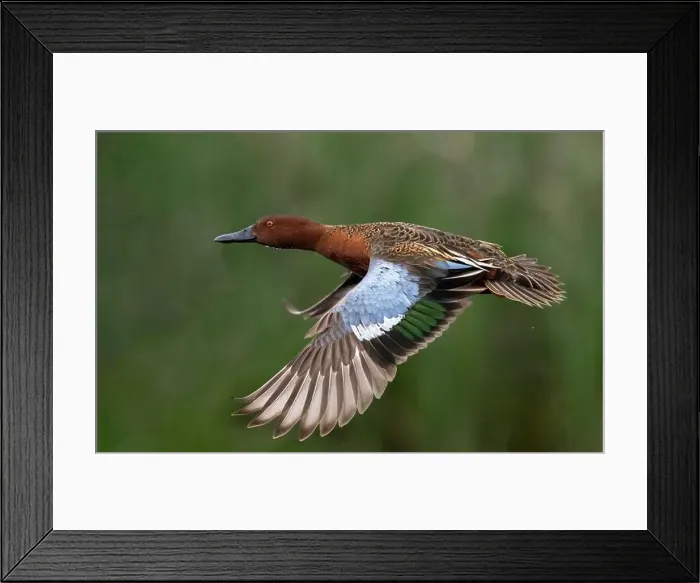 Framed Print : Cinnamon Teal (Spatula vyanoptera) flys along a marsh in Northern California Framed Print : Cinnamon Teal (Spatula vyanoptera) flys along a marsh in Northern California