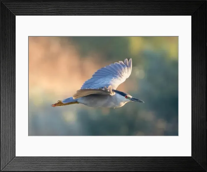 Framed Print : Black-crowned Night-Heron adult in-flight. Sunnyvale WPCP, Santa Clara County, California, USA Framed Print : Black-crowned Night-Heron adult in-flight. Sunnyvale WPCP, Santa Clara County, California, USA