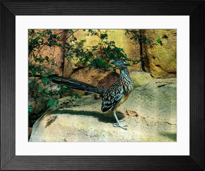 Framed Print : The greater roadrunner (Geococcyx californianus) is a long-legged bird in the cuckoo family Framed Print : The greater roadrunner (Geococcyx californianus) is a long-legged bird in the cuckoo family