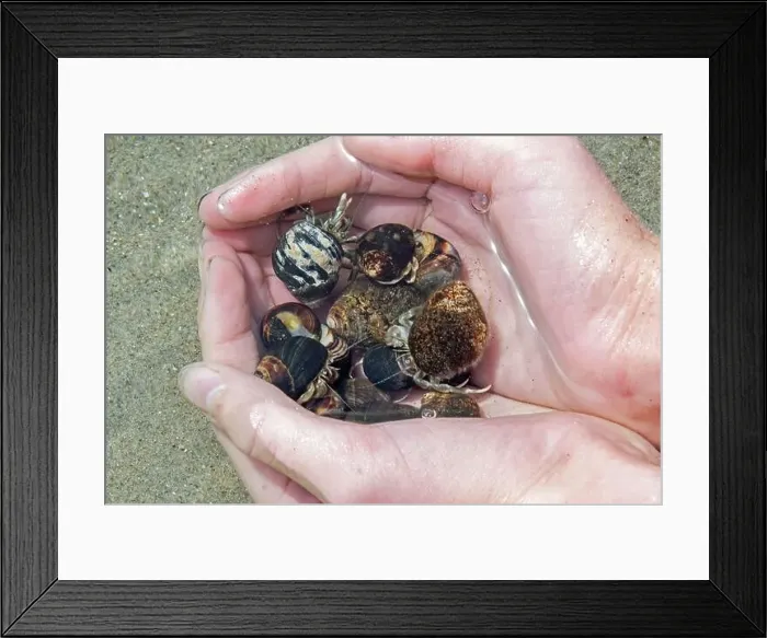 Framed Print : Hermit crabs in hand Framed Print : Hermit crabs in hand