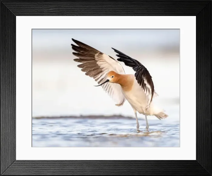 Framed Print : American Avocet (Recurvirostra americana) in breeding plumage in Northern California Framed Print : American Avocet (Recurvirostra americana) in breeding plumage in Northern California